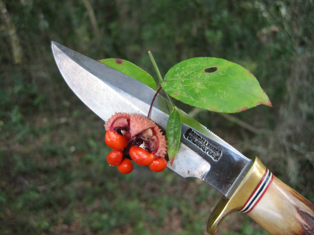Euonymus americanus Oct 12 2011 08.jpg