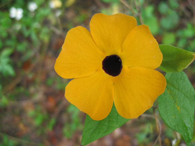 Nov 16 2011 009.jpg