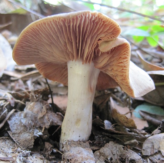 Oct 25 2011 2.jpg