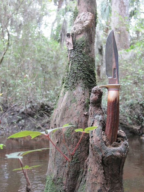 Oct 18 2011 cypress knee.jpg