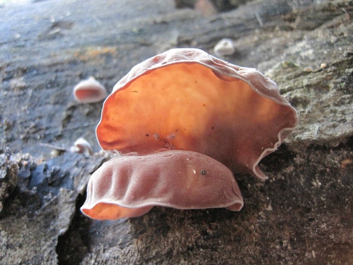 Auricularia auricula Dec 01 2011.jpg