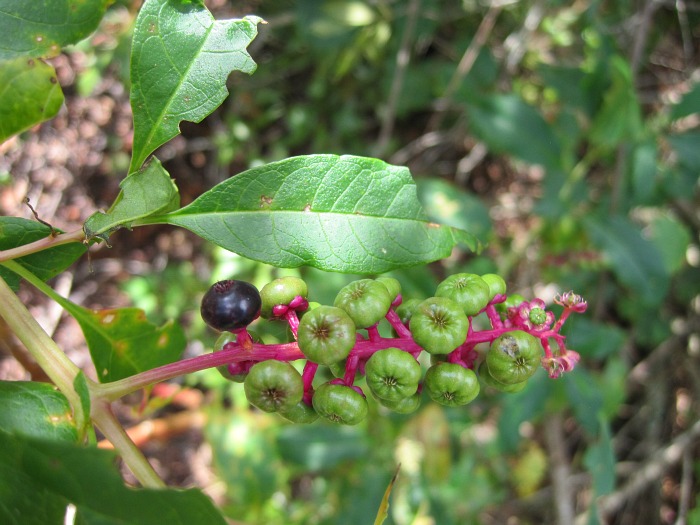 pokeweed Nov 2011 01.jpg
