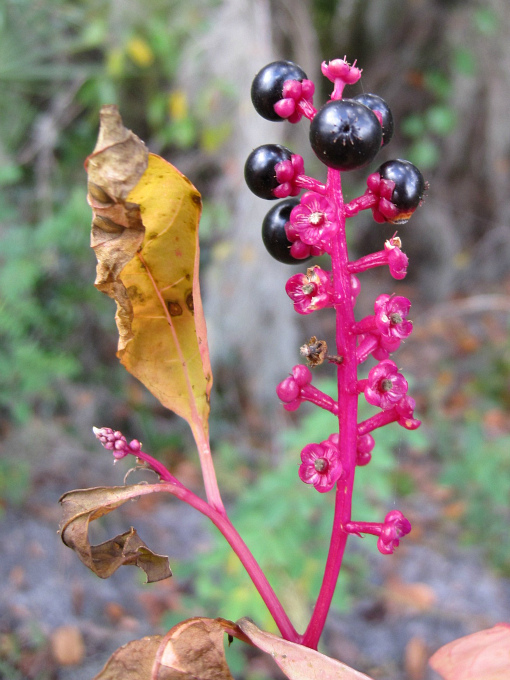 pokeweed Nov 2011 02.jpg