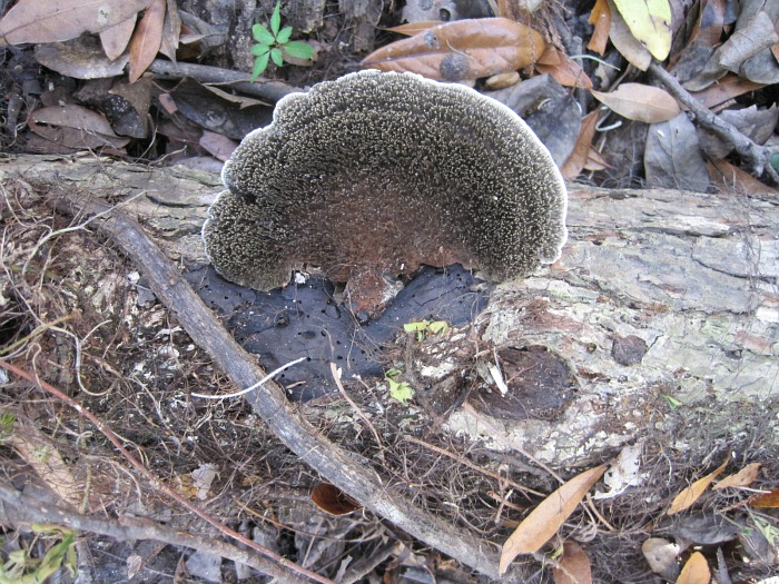 Hexagonia hydnoides Dec 14 2011.jpg