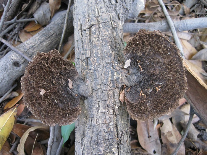 Hexagonia hydnoides Dec 06 2011 01.jpg