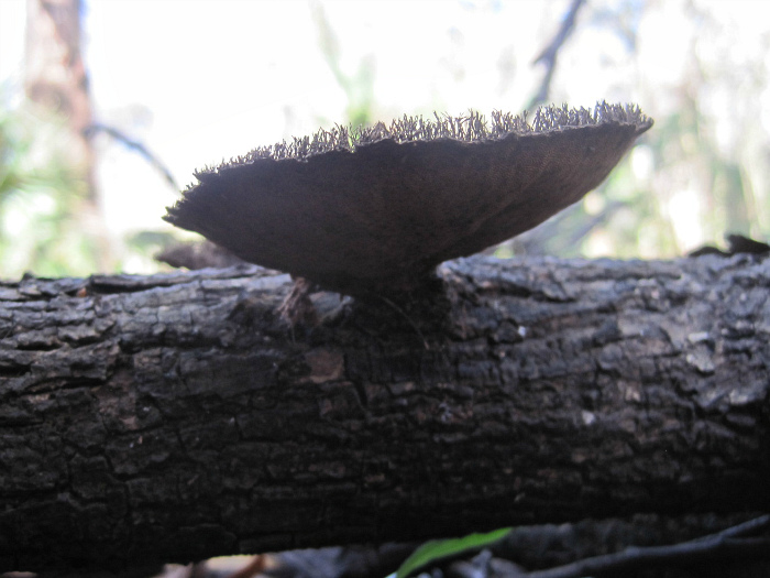 Hexagonia hydnoides Dec 06 2011 02.jpg