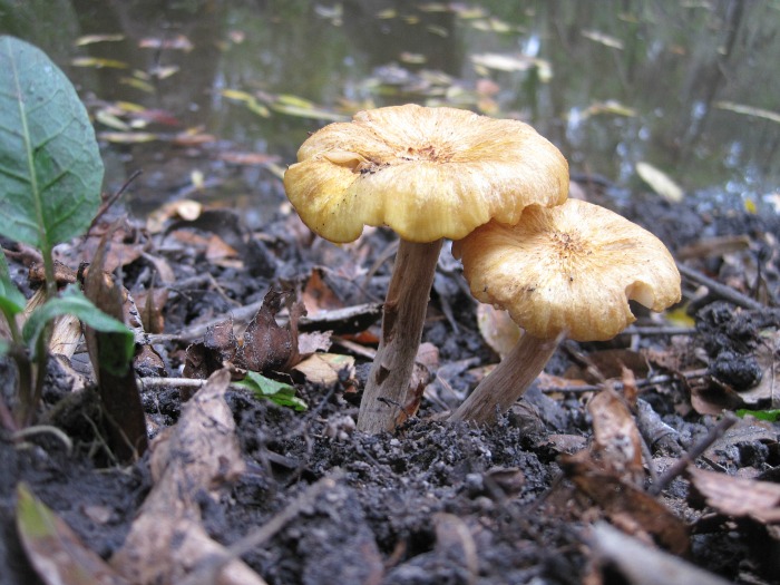 Nov 23 2011 05.jpg