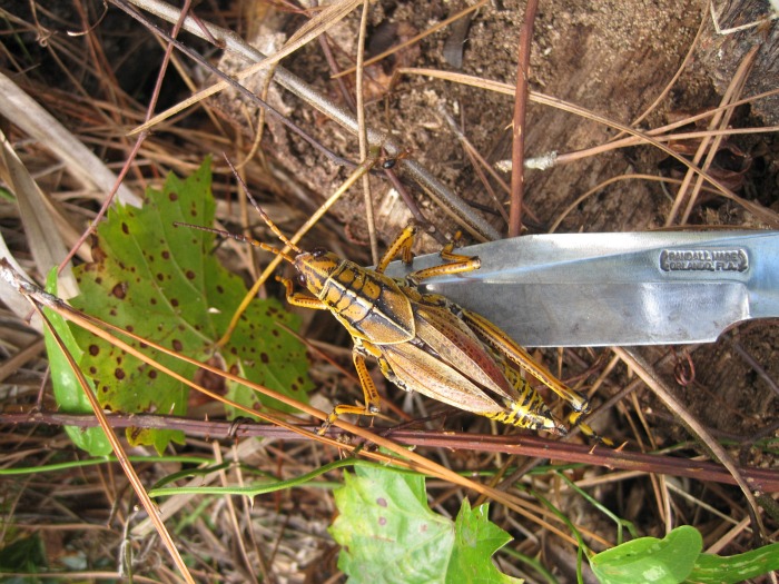 lubber Dec 02 2011.jpg
