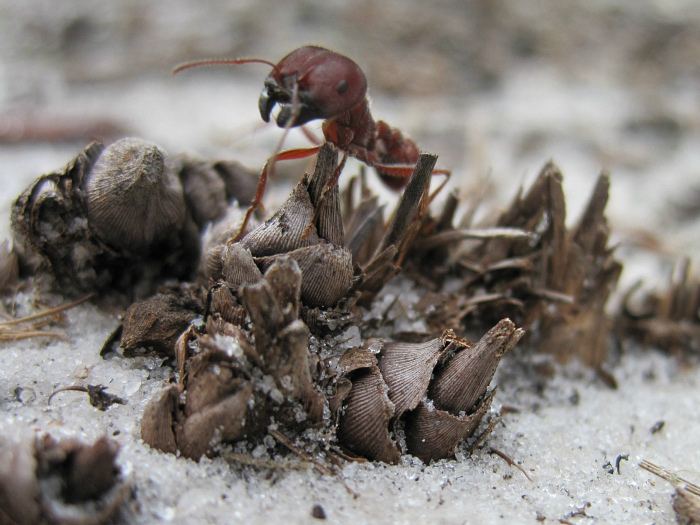 Nov 15 2011 ant.jpg