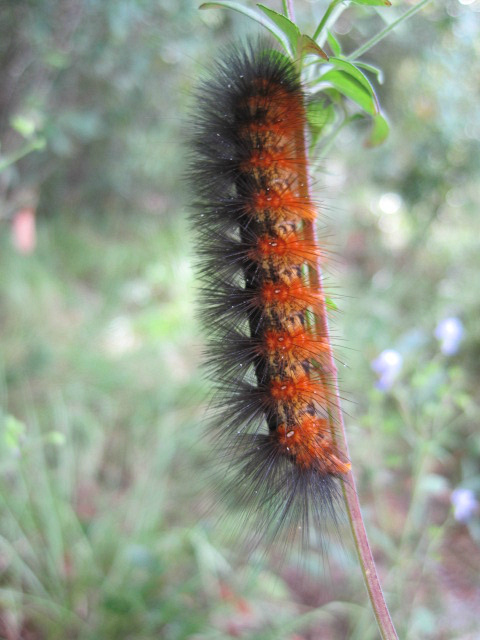 Oct 12 2011.jpg