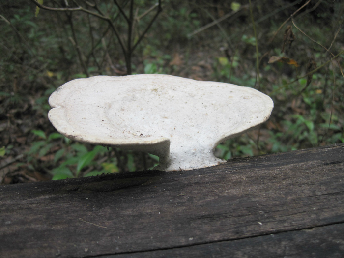 Dec 13 2011 02.jpg