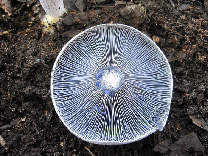 Nov 30 2011 02.jpg