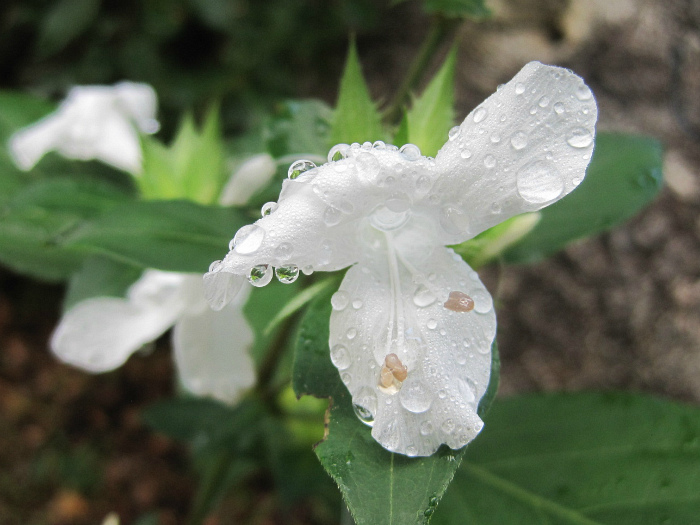 Nov 29 2011 rain.jpg