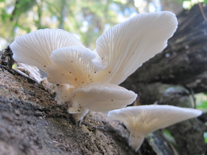 Dec 01 2011 07.jpg