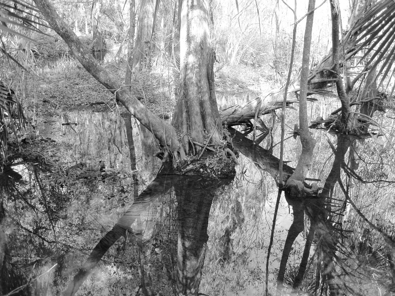 spring run Nov 30 2011.jpg