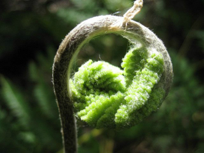 fern grid.jpg