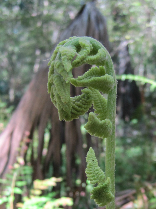 fern Oct 25 2011.jpg