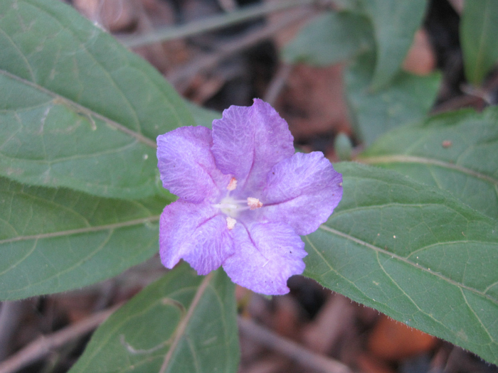 Jan 03 2012 091a.jpg