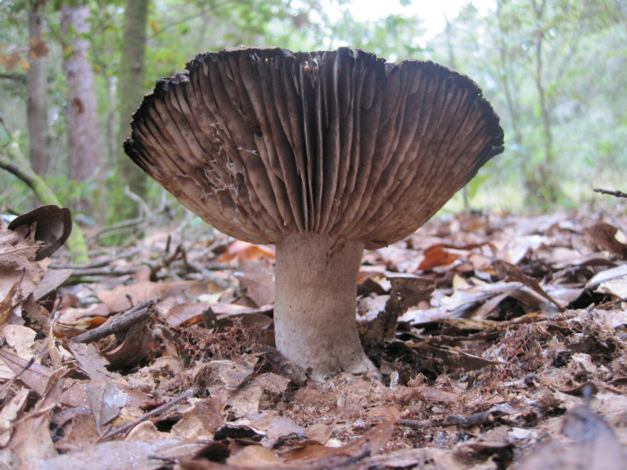 Nov 04 2011 031a.jpg