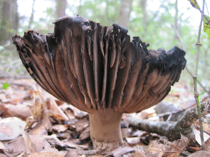 Nov 04 2011 090a.jpg