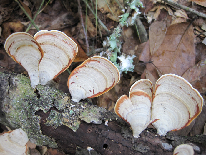 Nov 04 2011 119a.jpg