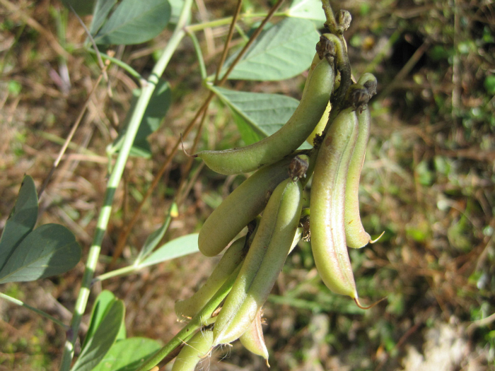 smooth rattlebox Dec 20 2011 02.jpg