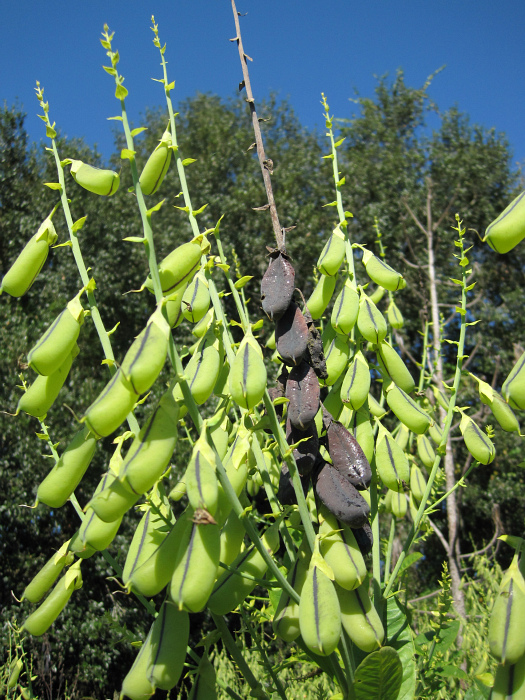 rattlebox pods Oct 24 2011.jpg