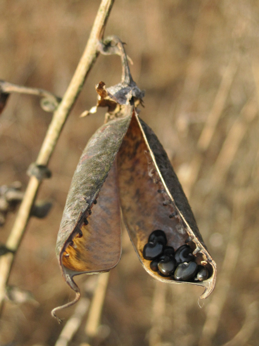 rattlebox seeds Jan 13 2012 017a.jpg