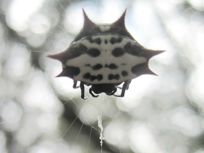spider Nov 15 2011.jpg
