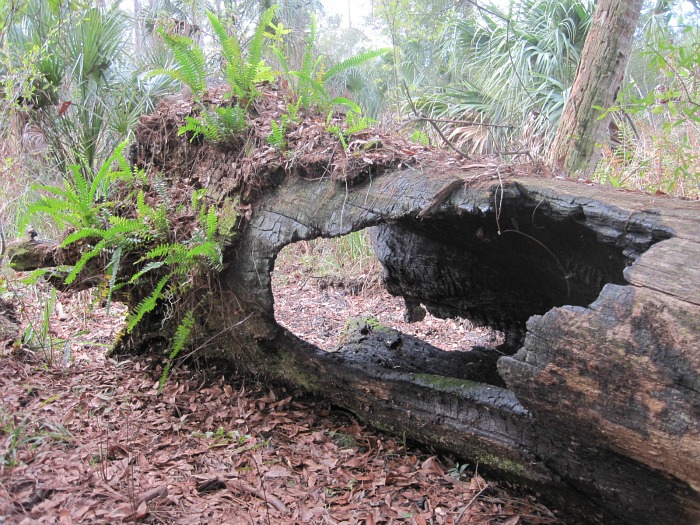 Dec 02 2011 006c.jpg