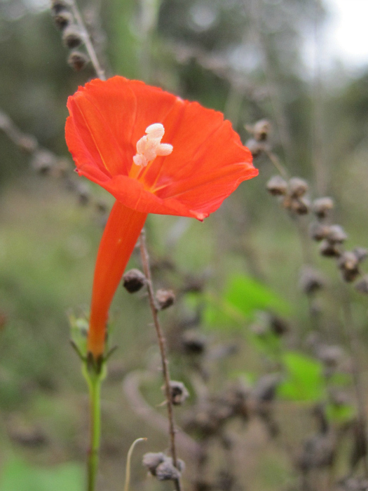Nov 15 2011 035a.jpg