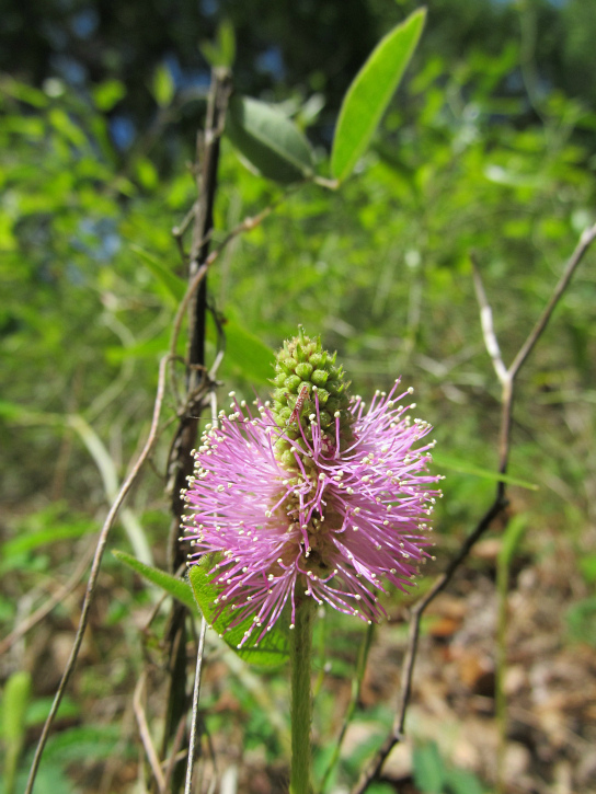 grasshopper on Sunshine Mimosa May 03 2012 01.jpg
