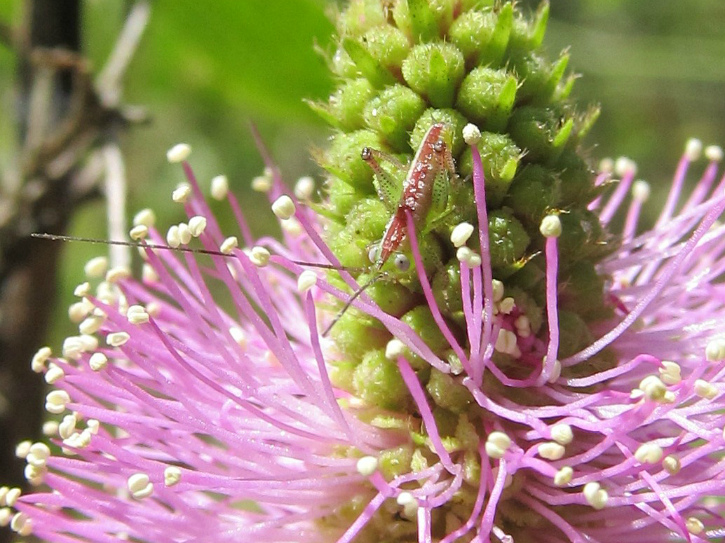 grasshopper on Sunshine Mimosa May 03 2012 02.jpg