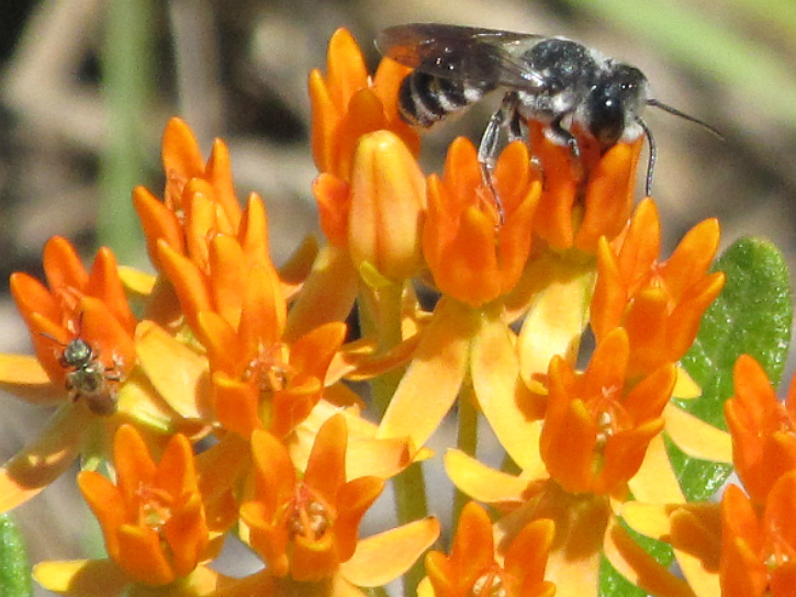 bee Apr 25 2012.jpg