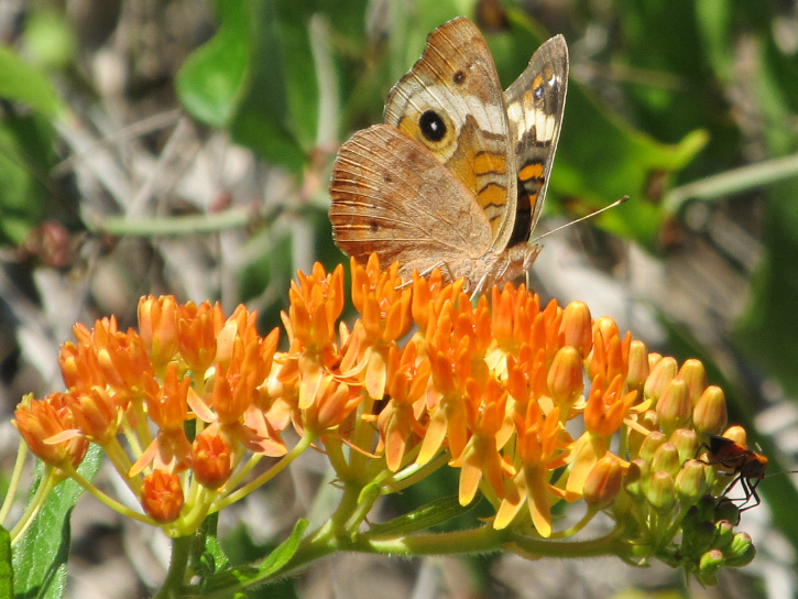 Common Buckeye Apr 25 2012.jpg