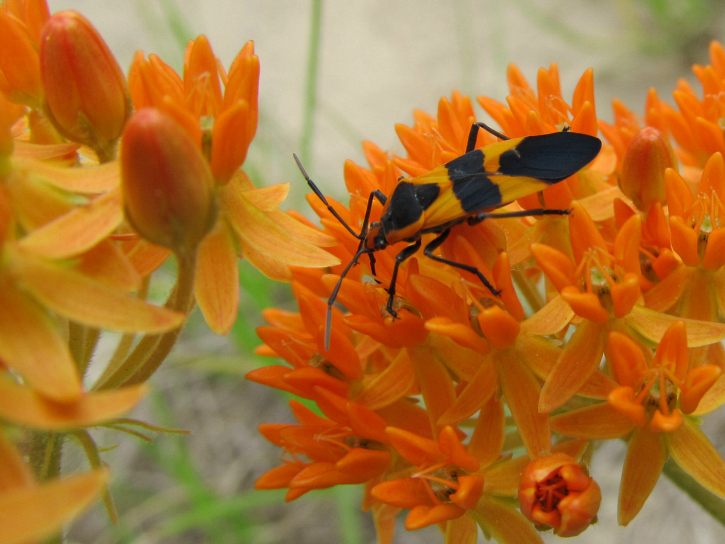 May 04 2012 milkweed 1.jpg
