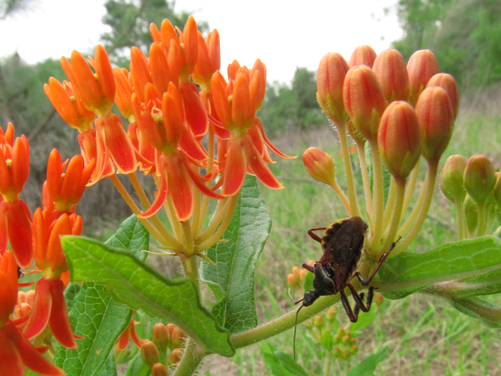 May 04 2012 milkweed 2.jpg