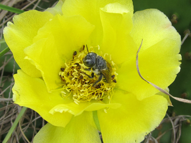 fly May 04 2012.jpg