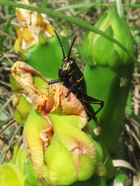 lubber Mar 28 2012.jpg