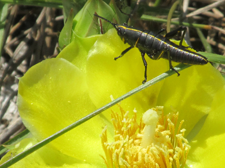 lubber prickly pear Mar 28 2012.jpg