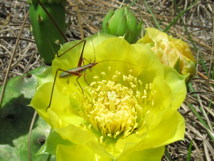 prickly pear Mar 28 2012.jpg