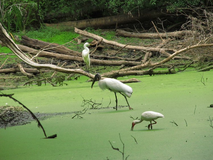 2 stork egret ibis Apr 18 2012.jpg