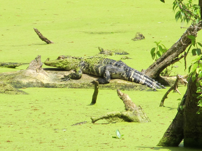 gator at spring Mar 07 2012.jpg