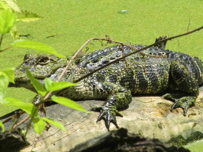 Mar 14 2012 gator 004.jpg