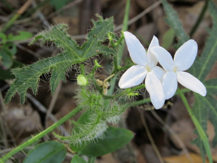nettle Mar 06 2012 01.jpg