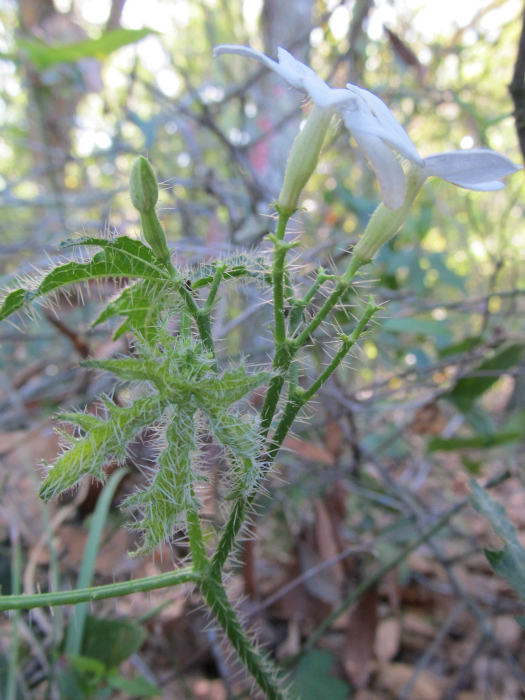 nettle Mar 06 2012 02.jpg