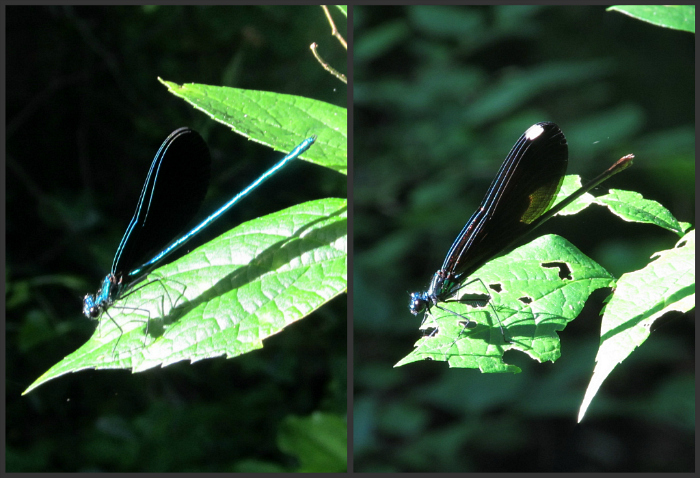 jewelwings.jpg