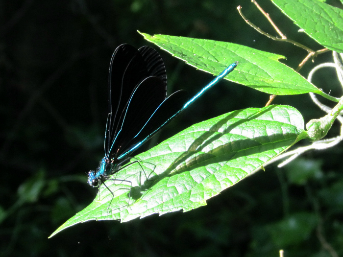 Ebony Jewelwing Mar 28 2012.jpg