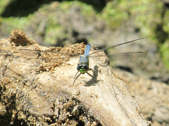 Pondhawk Apr 09 2012.jpg