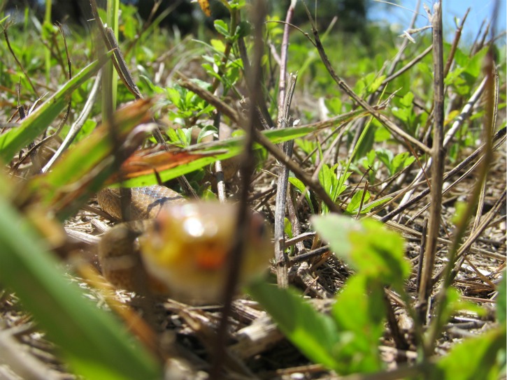 rat snake Apr 09 2012.jpg